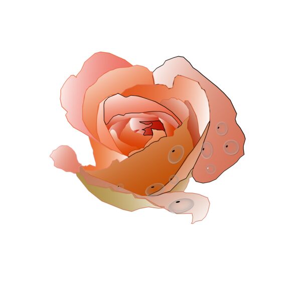 Rose  2  Thumbnail