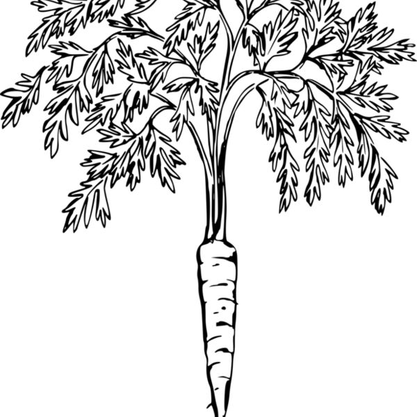 warszawianka Carrot Thumbnail