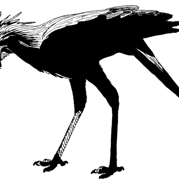Secretary bird  Thumbnail