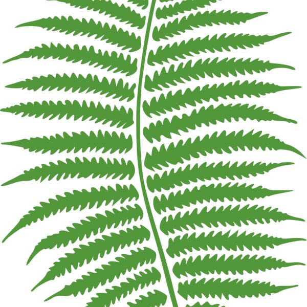 molumen fern Thumbnail