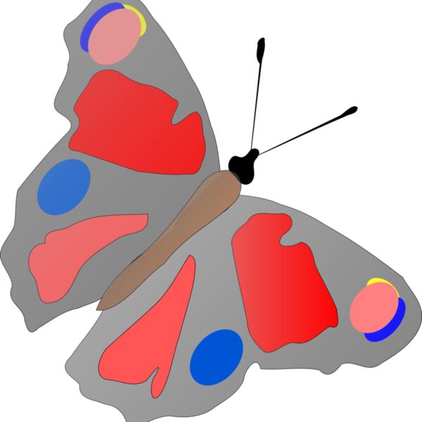 Machovka butterfly Thumbnail