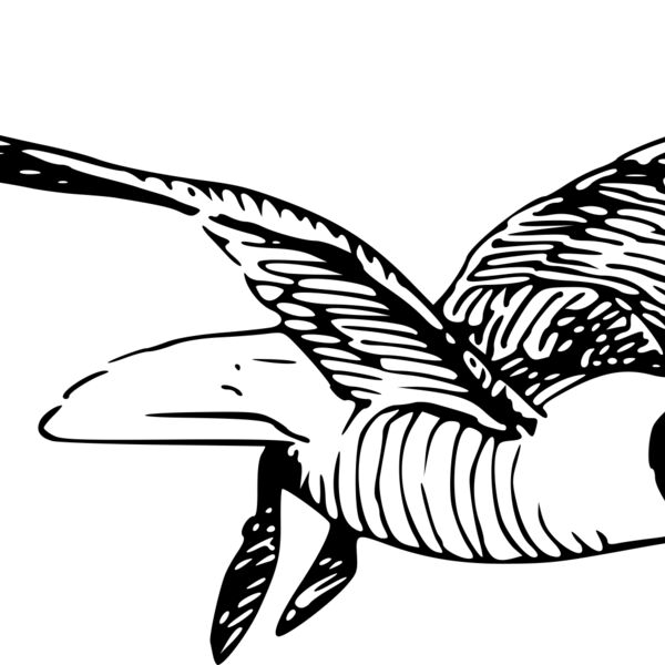 ryanlerch the laughing gull Thumbnail