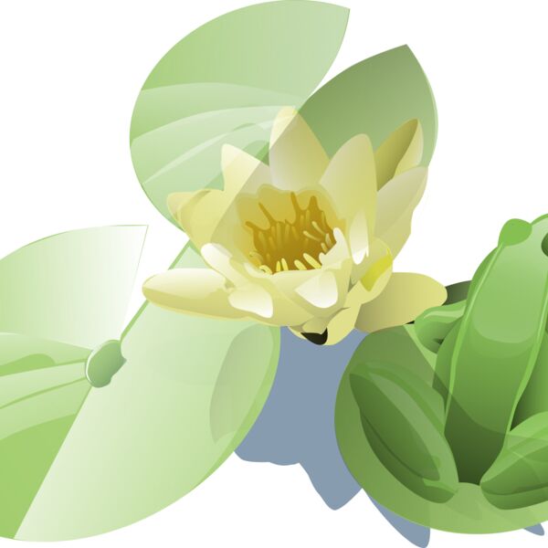 leland mcinnes Frog on a lily pad Thumbnail