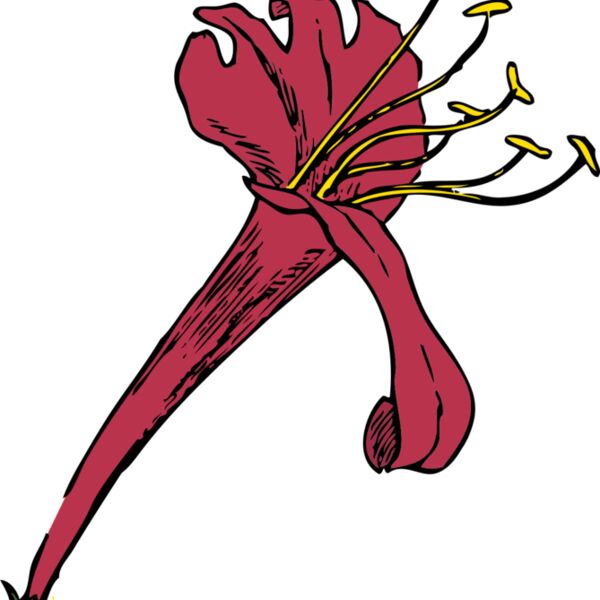 johnny automatic honeysuckle Thumbnail