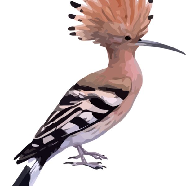 hoopoe Thumbnail