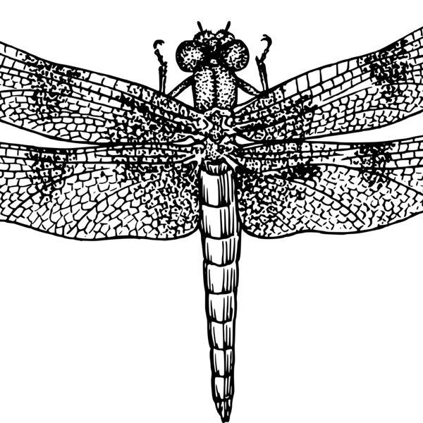 kattekrab Dragonfly Thumbnail