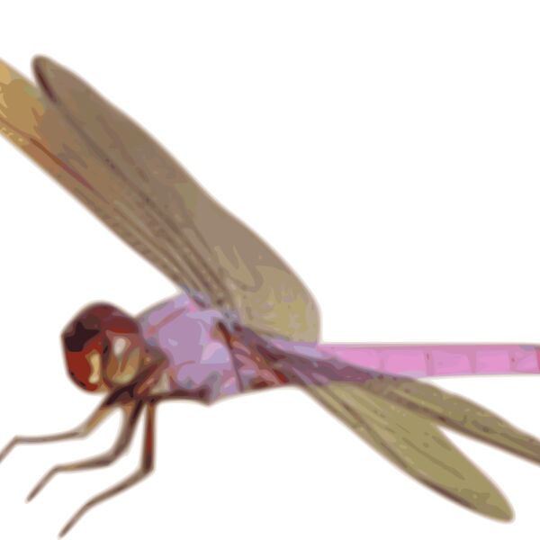 Roseate skimmer01 Thumbnail