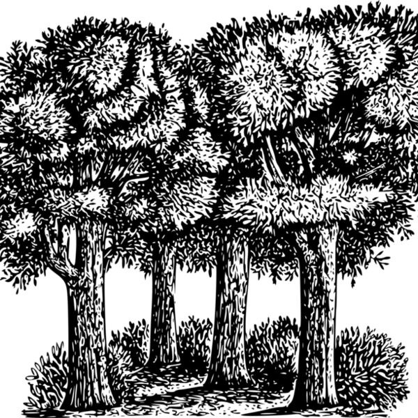 warszawianka Group of trees Thumbnail