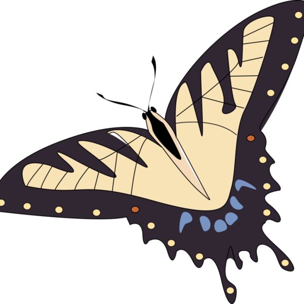 papillon de plus p Thumbnail