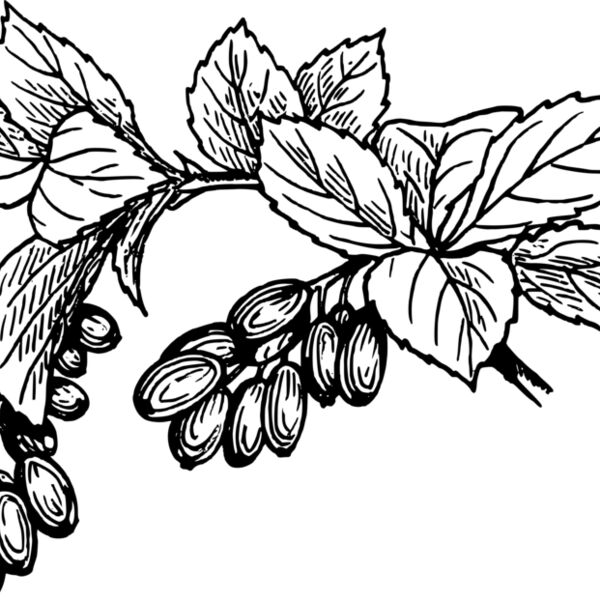 warszawianka Barberry Thumbnail