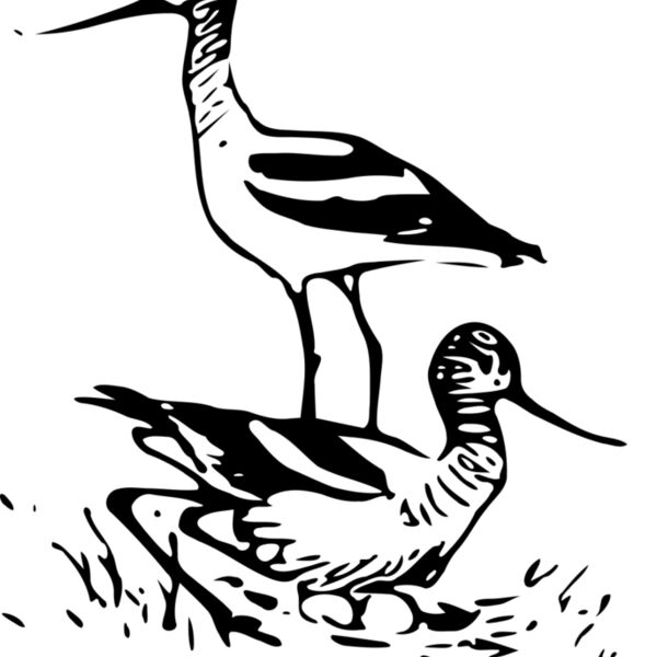 ryanlerch Avocet 3 Thumbnail
