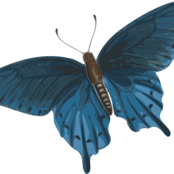 jbruce butterfly  papilio philenor    top Thumbnail