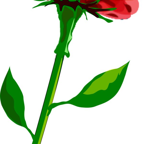 hrum red flower Thumbnail