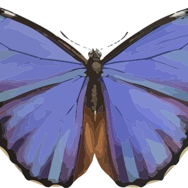 Morpho menelaus Thumbnail