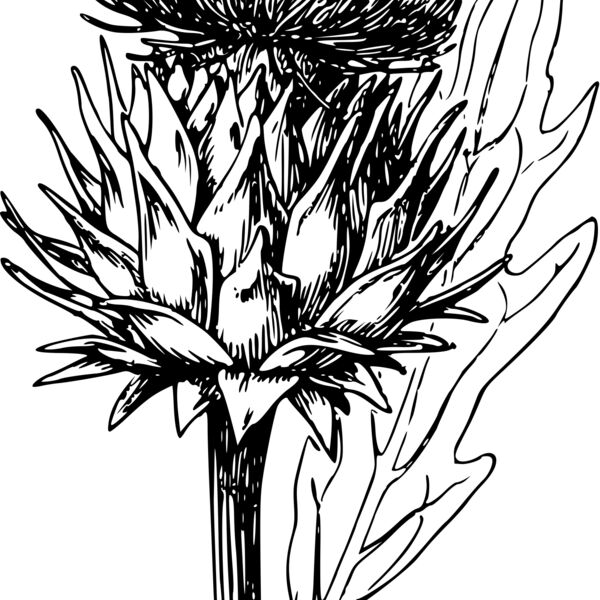 warszawianka Artichoke Thumbnail