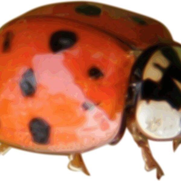 Ladybug Thumbnail
