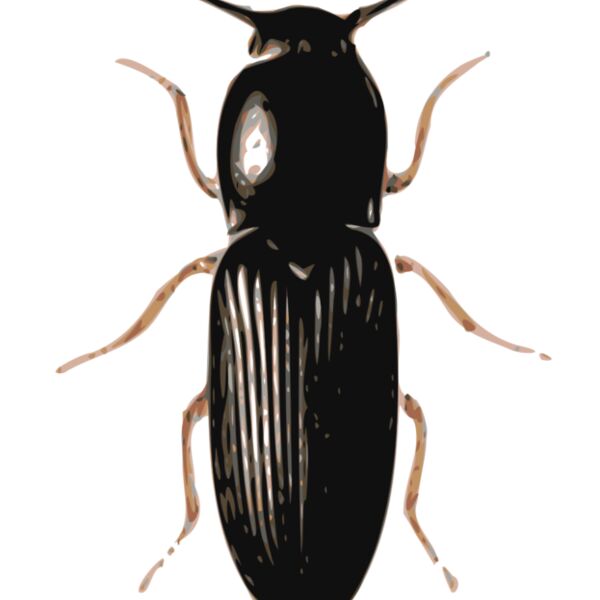 jbruce beetle  cardiophorus  Thumbnail