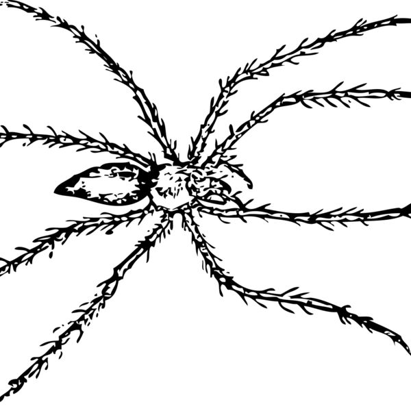 johnny automatic spider 1 Thumbnail