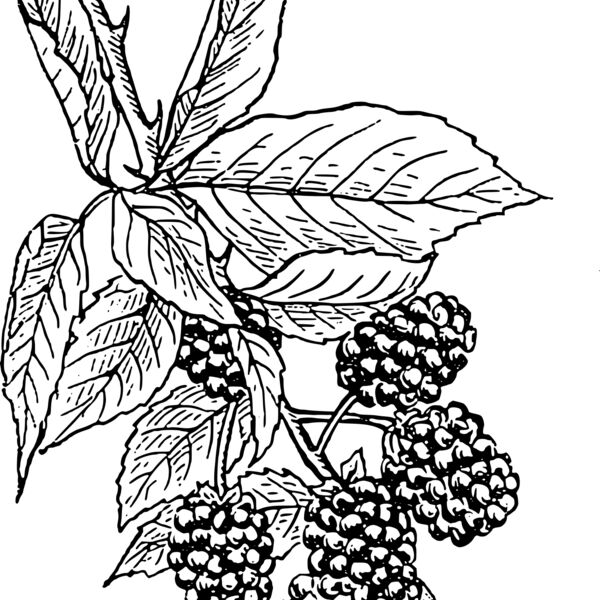 warszawianka Blackberry Thumbnail