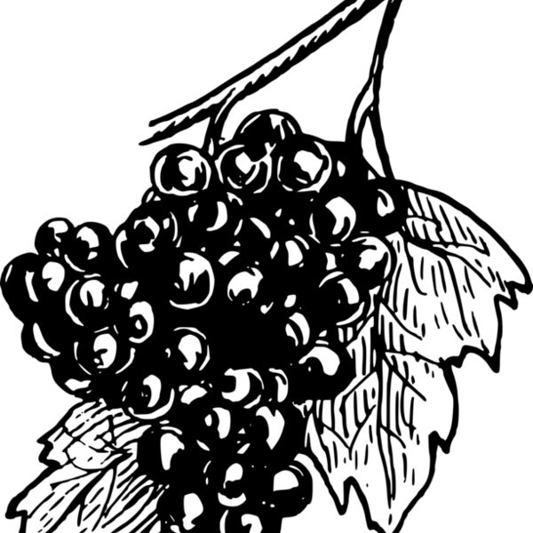 warszawianka Grapes Thumbnail