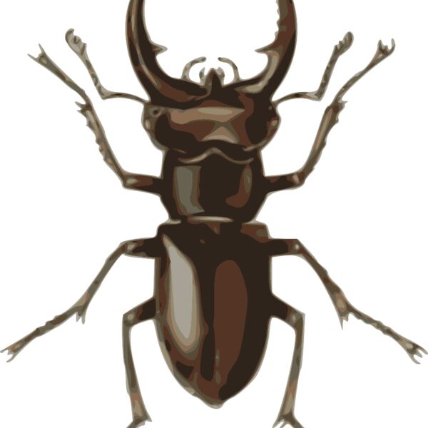 jbruce stag beetle  lucanus elephas  Thumbnail