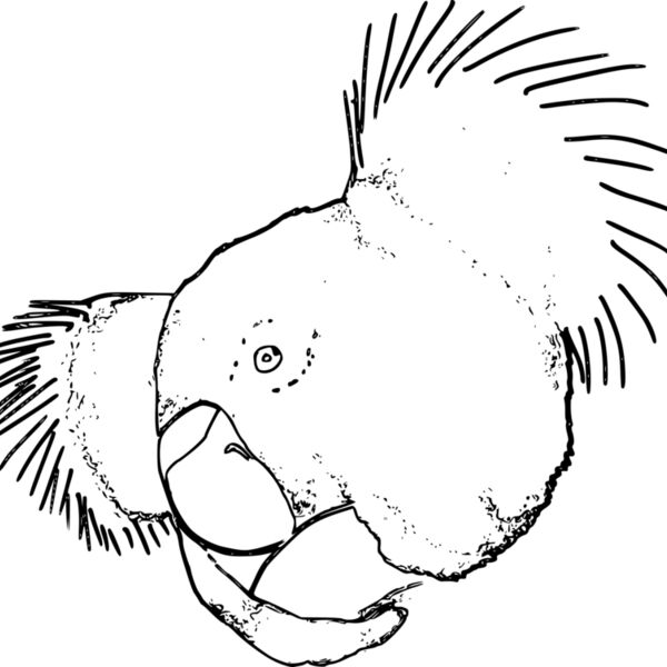 Koala line Thumbnail