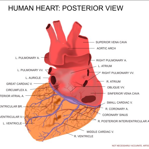 kablam Human Heart Posterior View Thumbnail