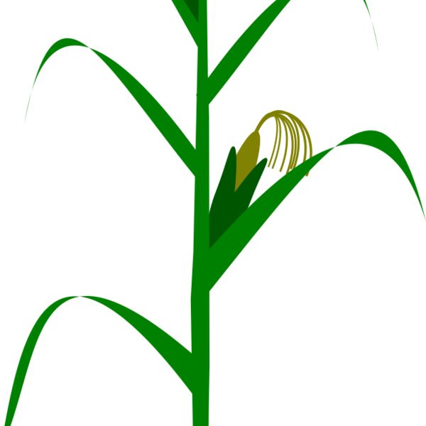 Maize plant Thumbnail