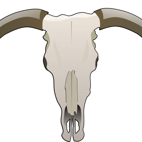 longhorn skull Thumbnail