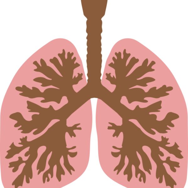 lungs and bronchus Thumbnail