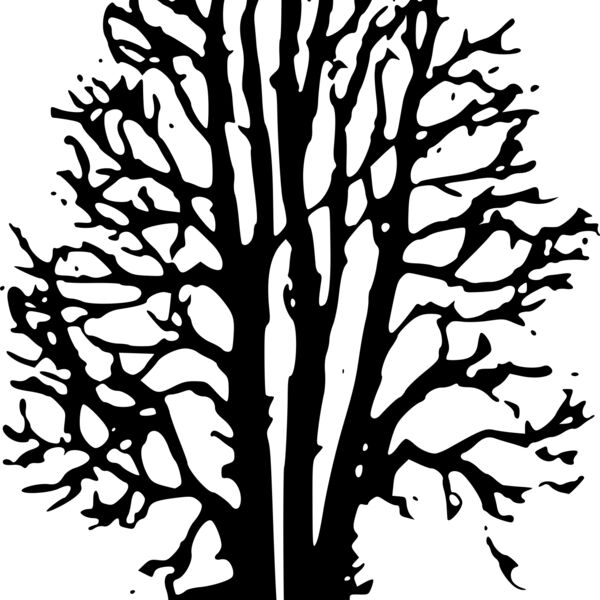 beechtree mono Thumbnail