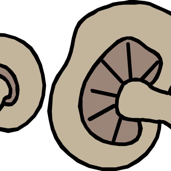 johnny automatic mushrooms 1 Thumbnail