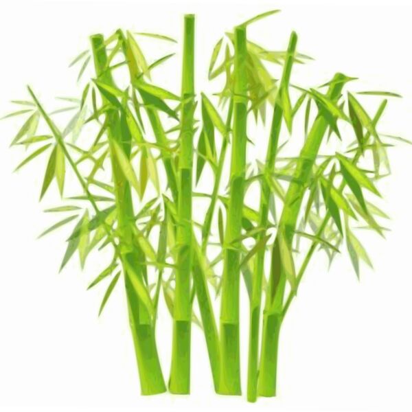 bamboo  2  Thumbnail