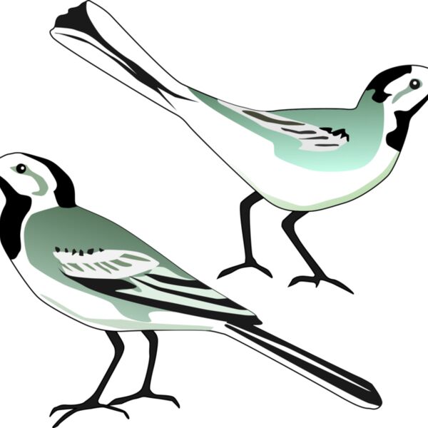 White Wagtail Thumbnail