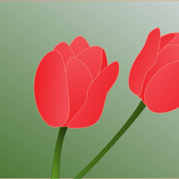 tulip  2  Thumbnail