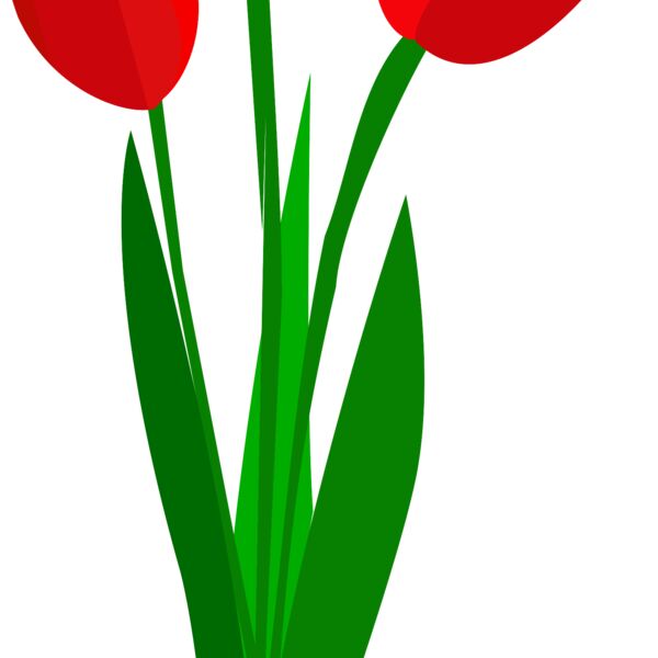 tulips  2  Thumbnail