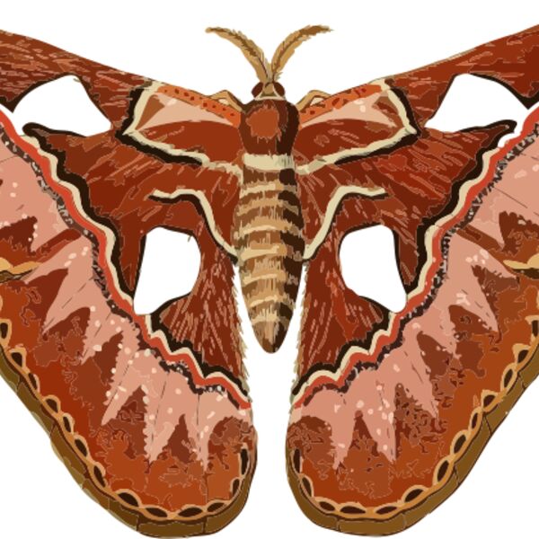 Rothschildia aurota Thumbnail