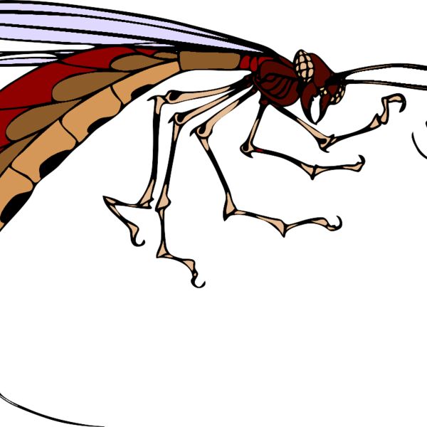 insetto architetto fran 03r Thumbnail