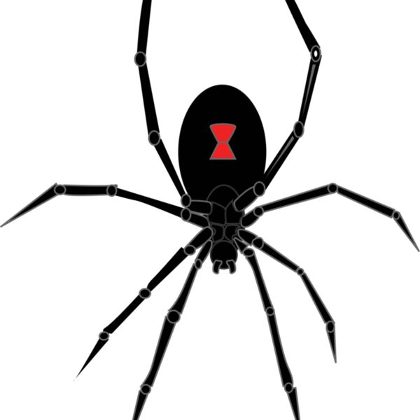 black widow spider Thumbnail