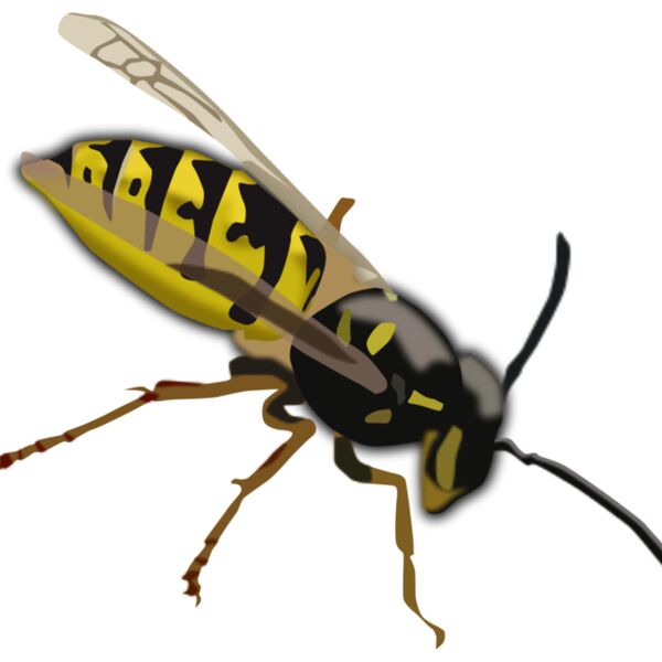Wasp Thumbnail