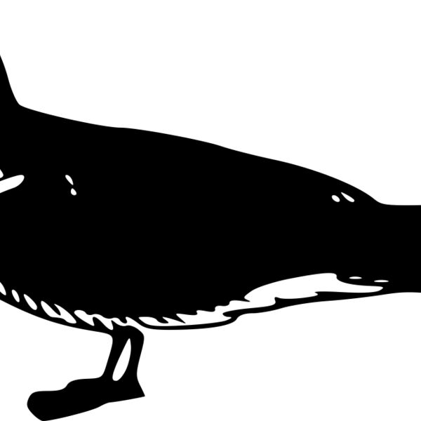 ryanlerch Sooty Tern Thumbnail