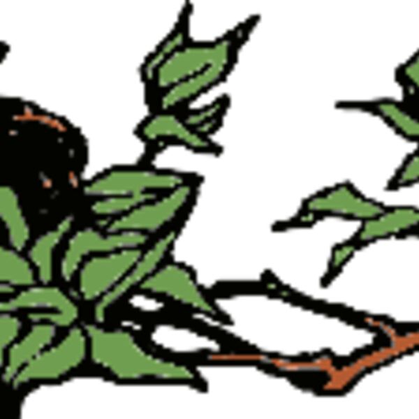 birdsnest  2  Thumbnail