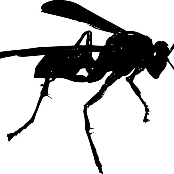 wasp po Thumbnail