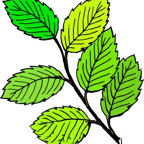 tom Summer Leaves Thumbnail