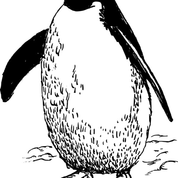 Penguine  17  Thumbnail