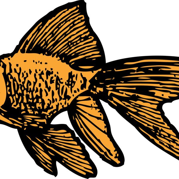 johnny automatic goldfish Thumbnail