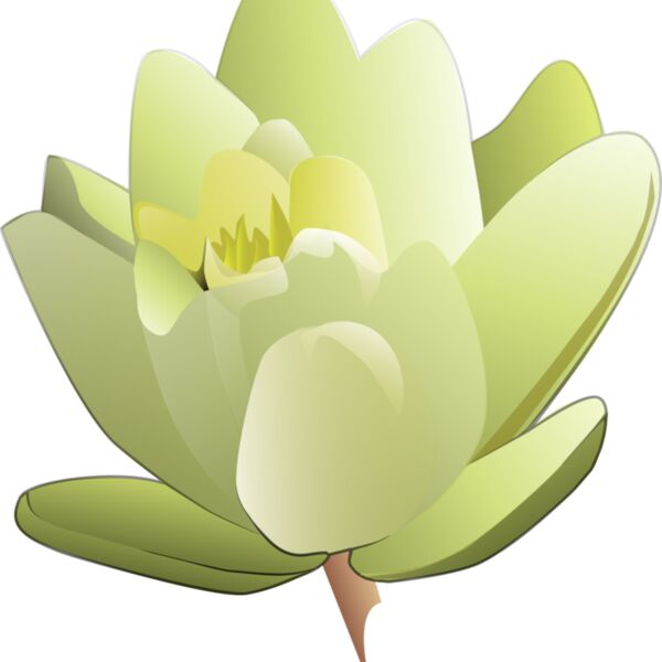 leland mcinnes Water Lily Thumbnail