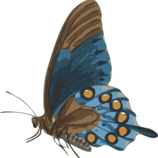 jbruce butterfly  papilio philenor    side Thumbnail