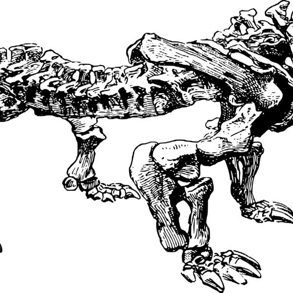 pareiasaurus Thumbnail