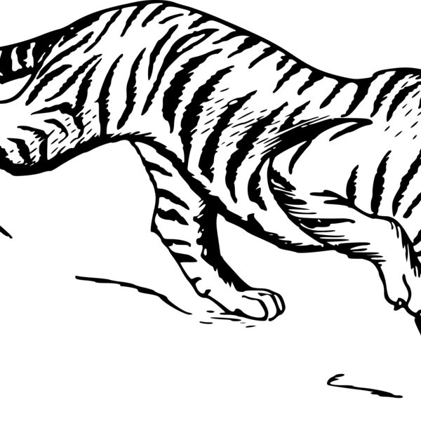 Tiger  Thumbnail